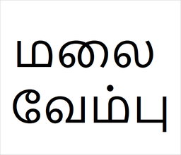 [மலை வேம்பு] Malai vembu sapling