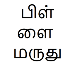 [பிள்ளை மருது] Pillai marudhu sapling