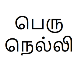 [பெருநெல்லி] Peru nelli sapling