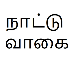 [நாட்டு வாகை] Nattu vagai sapling