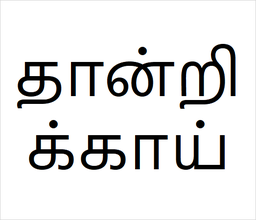 [தான்றிக்காய்] Thandrikai sapling