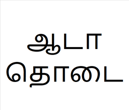 [ஆடாதொடை] Aada thoda sapling