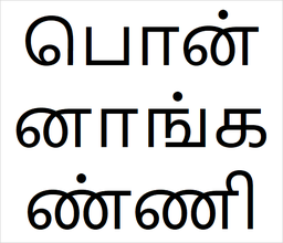 [பொன்னாங்கண்ணி] Ponann kanni sapling