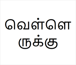 [வெள்ளெருக்கு] Vell erukku sapling