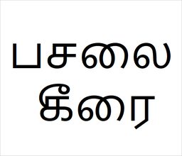 [பசலை கீரை] pasali keerai sapling