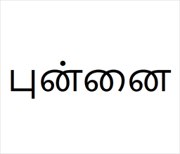 [புன்னை] Punnai sapling