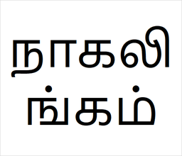 [நாகலிங்கம்] Nagalingam sapling