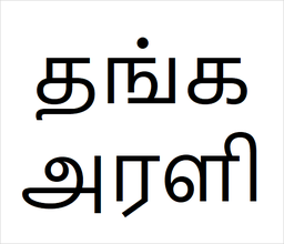 [தங்கஅரளி] Thanga arali sapling